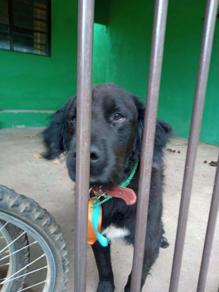 Cachorro raça Labrador idade 2 a 6 meses nome Sultão