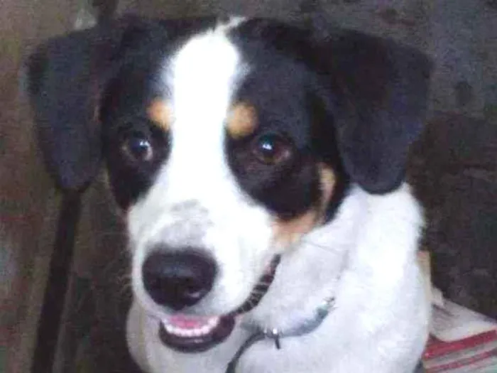 Cachorro ra a  idade  nome Esta com.coleira azu
