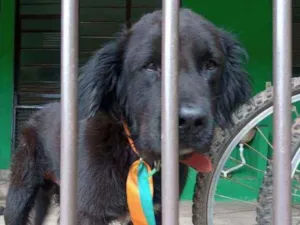 Cachorro raça Labrador idade 2 a 6 meses nome Sultão