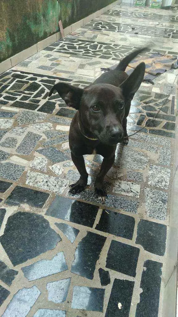 Cachorro ra a Vira lata idade 2 anos nome Tax