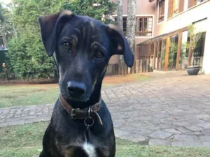 Cachorro raça Srd idade 1 ano nome Theo 