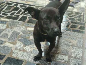 Cachorro raça Vira lata idade 2 anos nome Tax