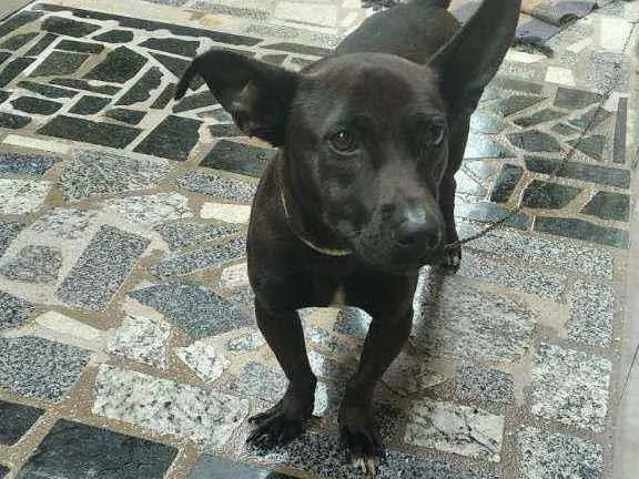 Cachorro ra a Vira lata idade 2 anos nome Tax