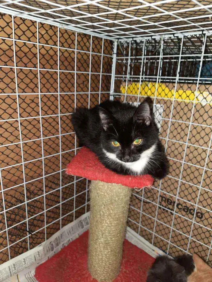 Gato ra a Srd idade 2 a 6 meses nome Mabel