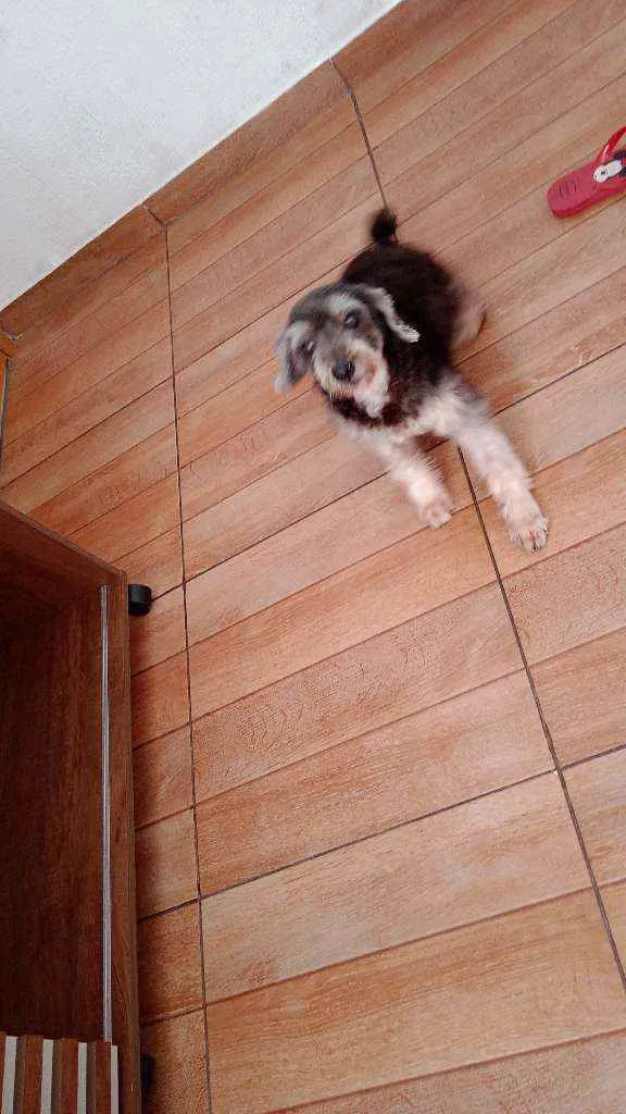 Cachorro raça Pudor  idade 7 a 11 meses nome Lara