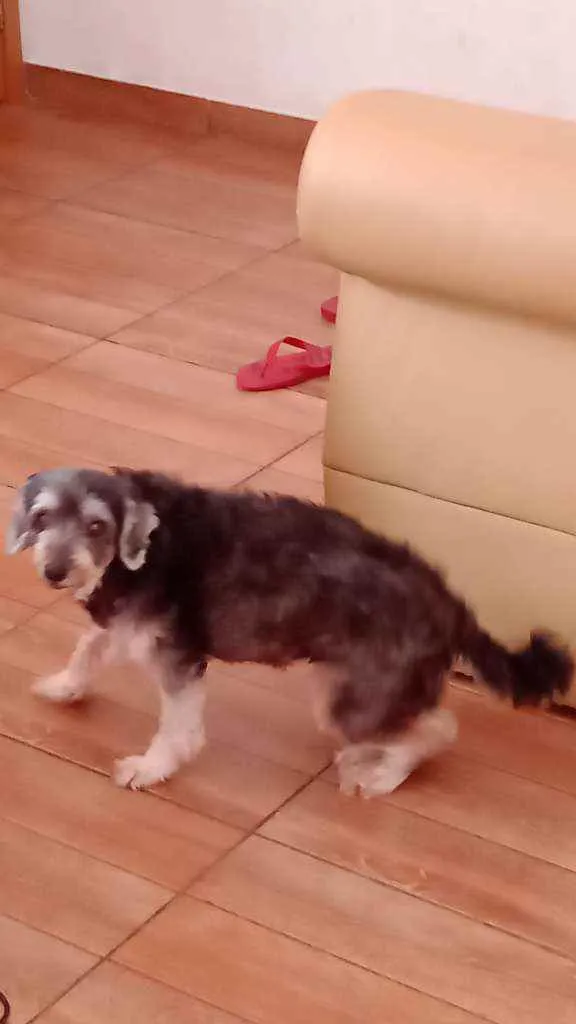 Cachorro raça Pudor  idade 7 a 11 meses nome Lara