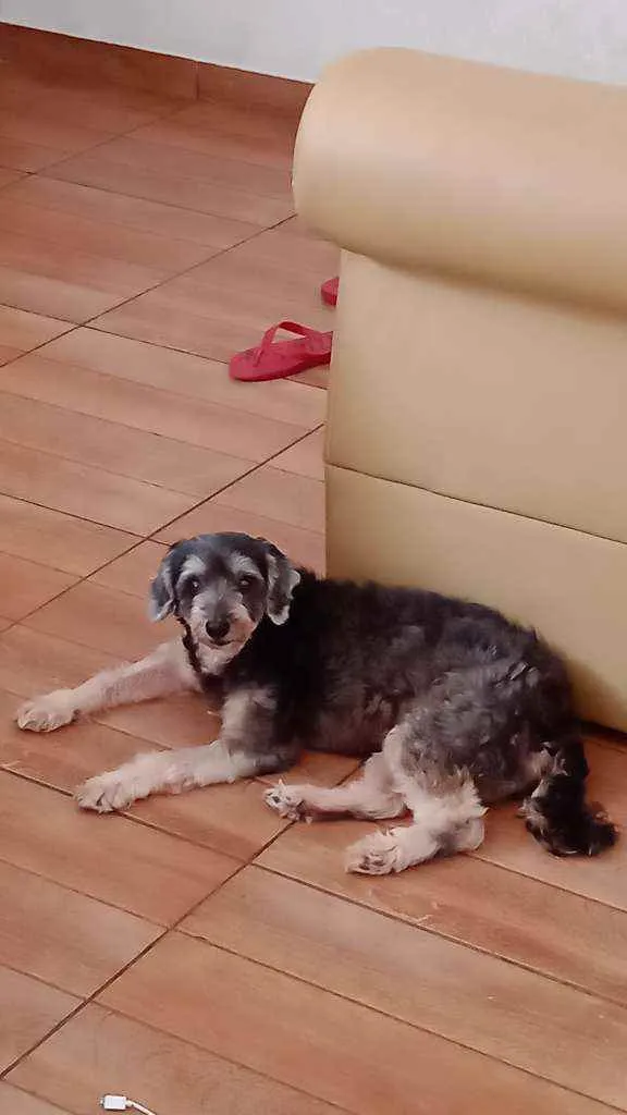 Cachorro raça Pudor  idade 7 a 11 meses nome Lara