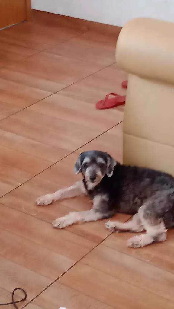 Cachorro raça Pudor  idade 7 a 11 meses nome Lara
