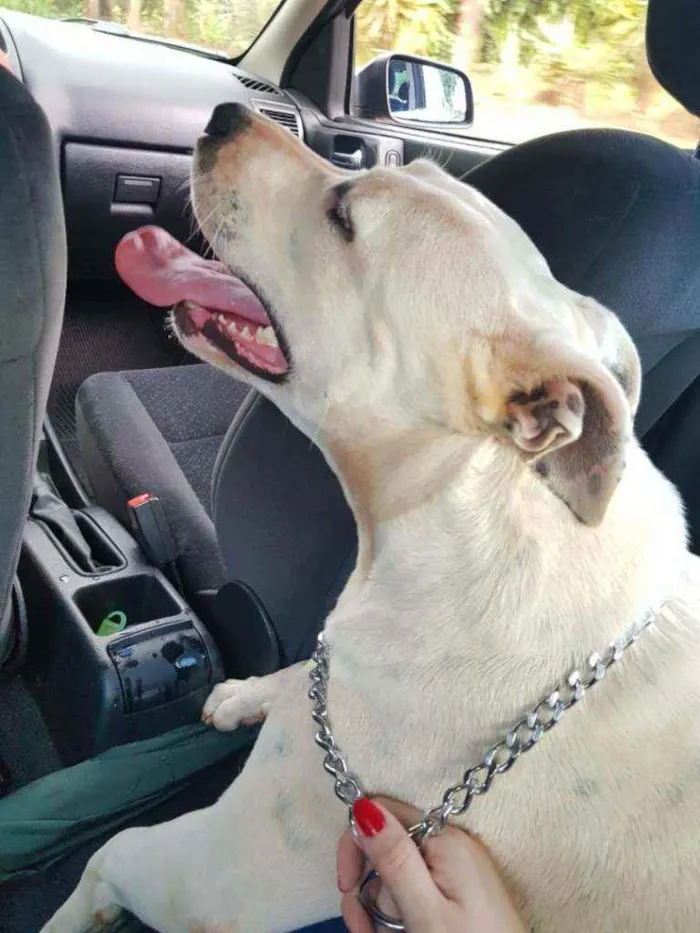 Cachorro raça Pitbull idade 2 anos nome khallicy