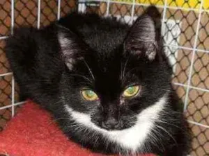 Gato raça Srd idade 2 a 6 meses nome Mabel