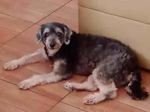 Cachorro raça Pudor  idade 7 a 11 meses nome Lara