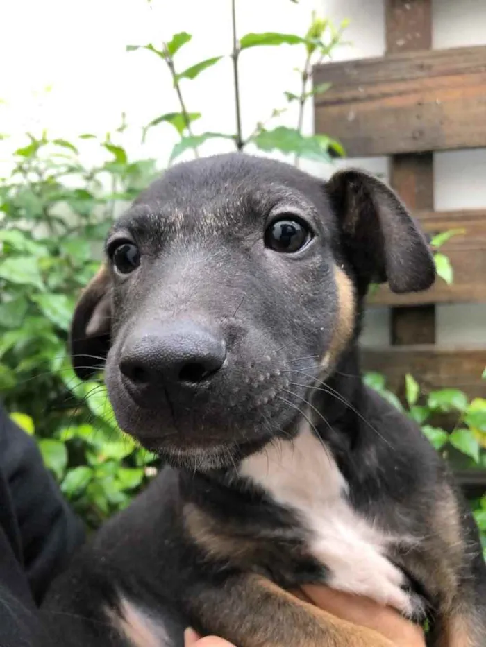 Cachorro raça Sem Raça Definida idade 2 a 6 meses nome Otto