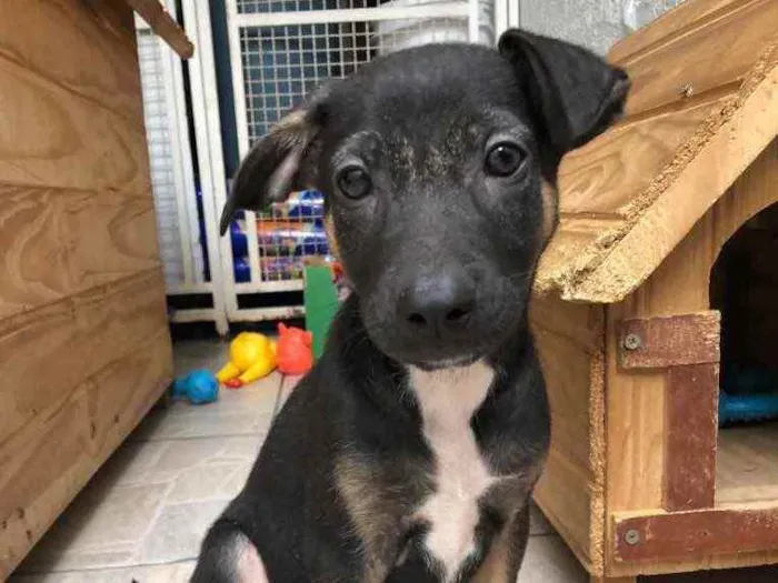 Cachorro raça Sem Raça Definida idade 2 a 6 meses nome Otto