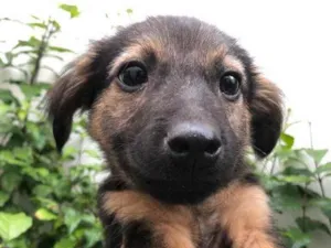 Cachorro raça Sem Raça Definida idade 2 a 6 meses nome Cleo