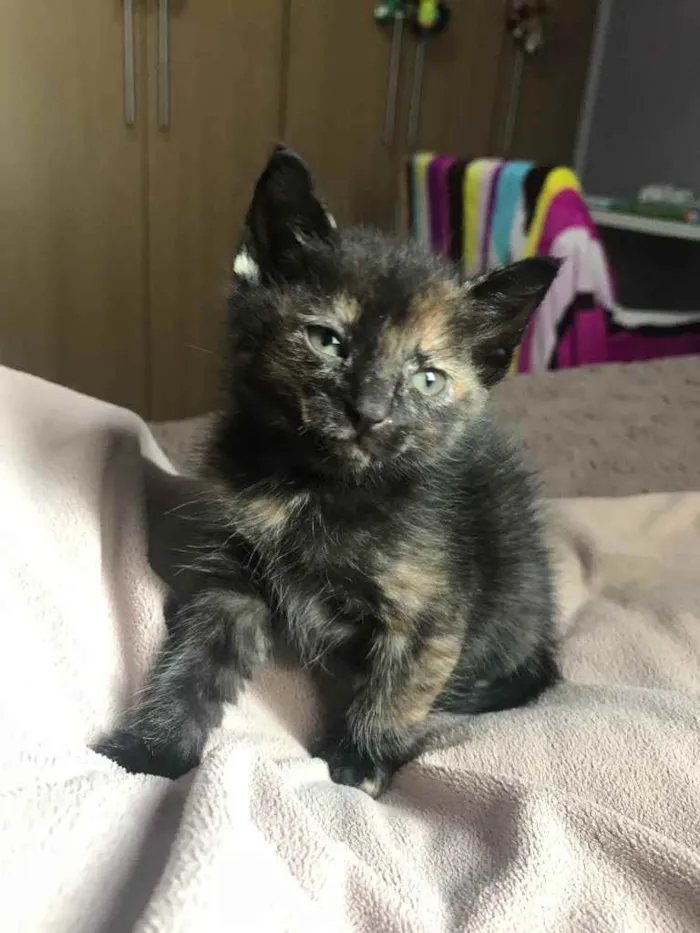 Gato raça Sem Raça Definida idade Abaixo de 2 meses nome Sem nome