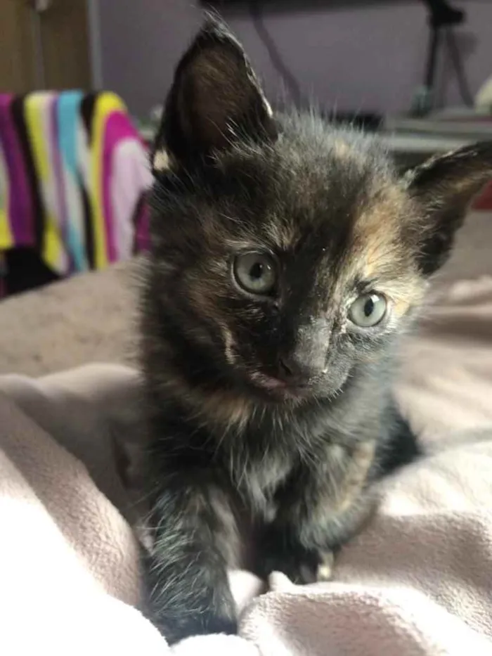 Gato raça Sem Raça Definida idade Abaixo de 2 meses nome Sem nome