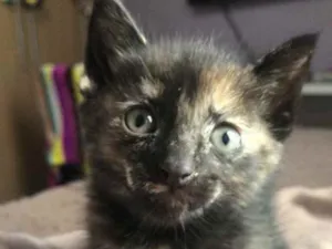 Gato raça Sem Raça Definida idade Abaixo de 2 meses nome Sem nome