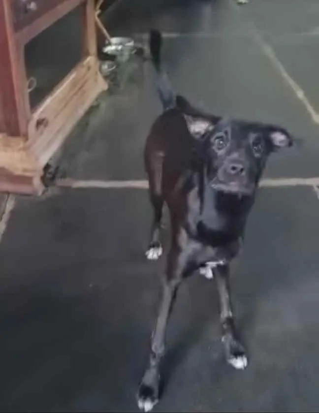 Cachorro ra a SRD idade 7 a 11 meses nome Nina