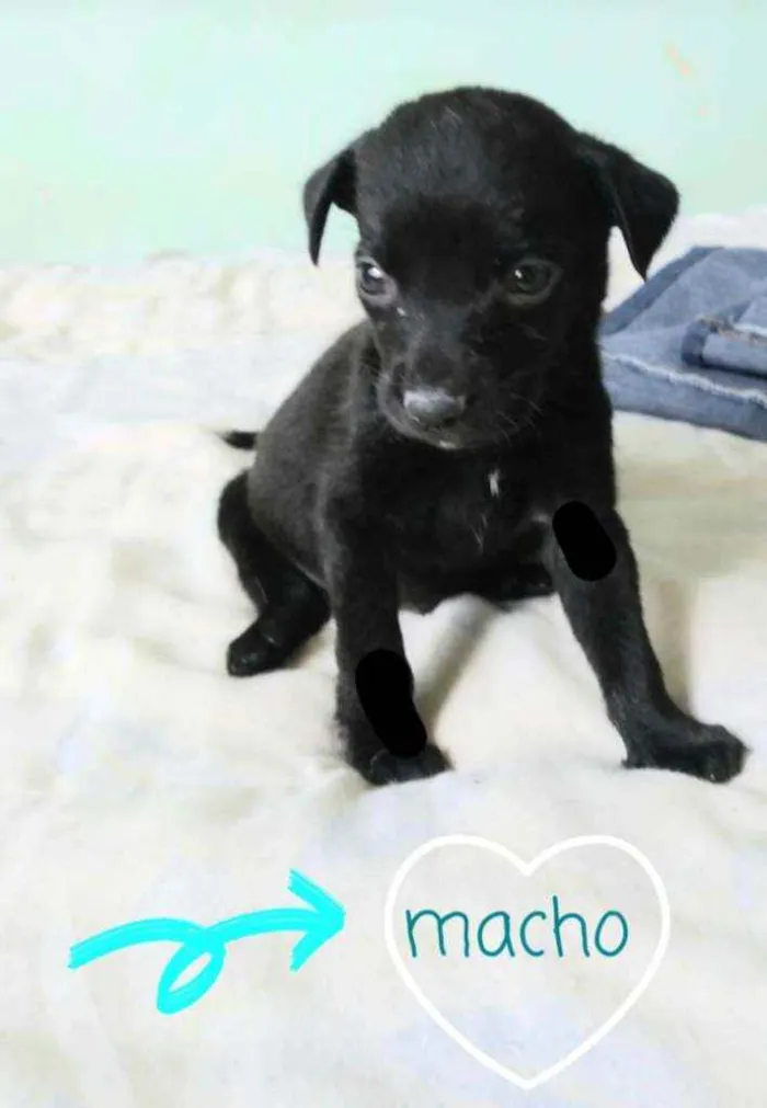 Cachorro ra a SRD idade Abaixo de 2 meses nome Fred
