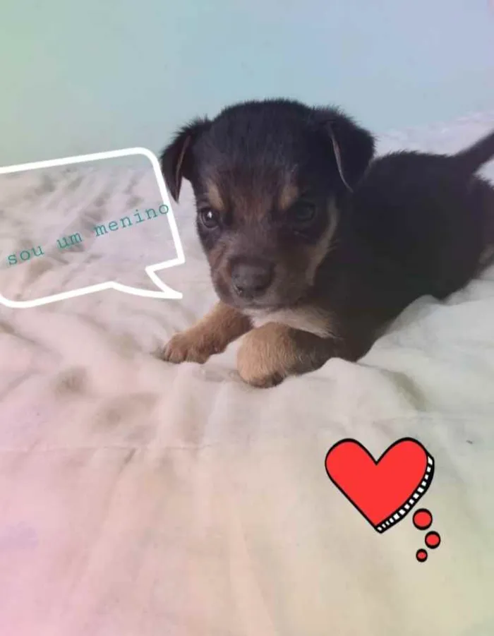 Cachorro ra a SRD idade Abaixo de 2 meses nome Betinho