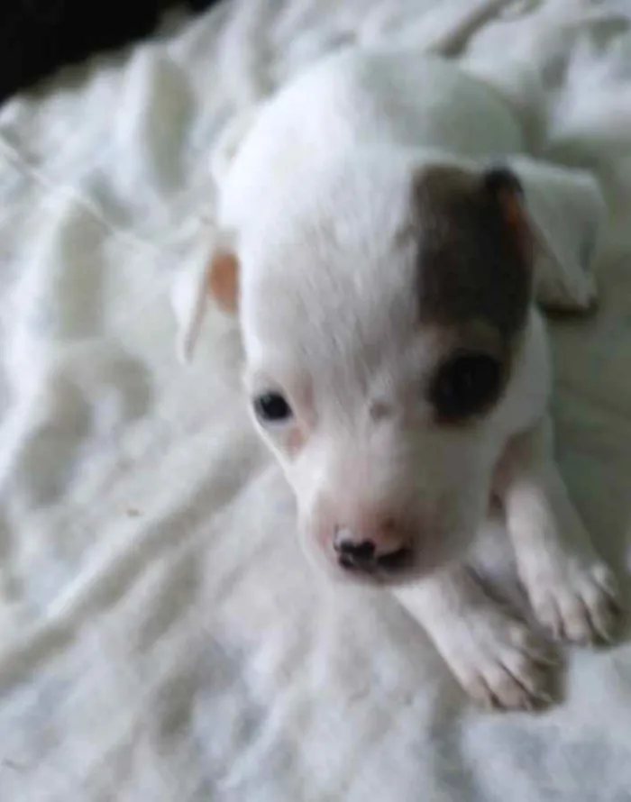 Cachorro ra a SRD idade Abaixo de 2 meses nome Hanna
