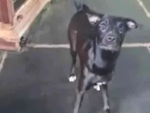 Cachorro raça SRD idade 7 a 11 meses nome Nina