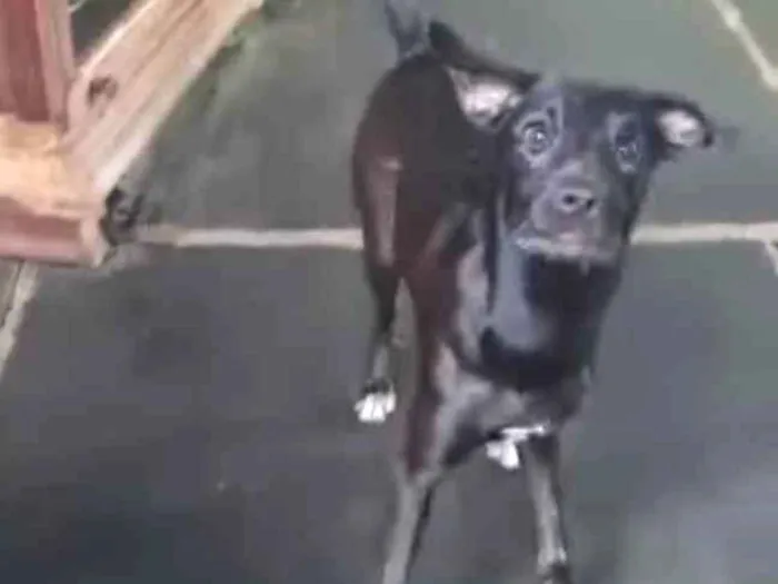 Cachorro ra a SRD idade 7 a 11 meses nome Nina