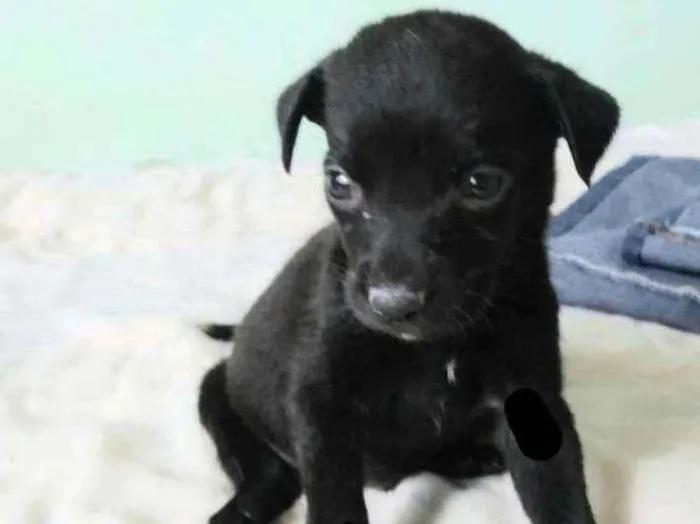 Cachorro ra a SRD idade Abaixo de 2 meses nome Fred