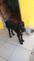 Cachorro raça SRD  idade 2 anos nome Pirata 