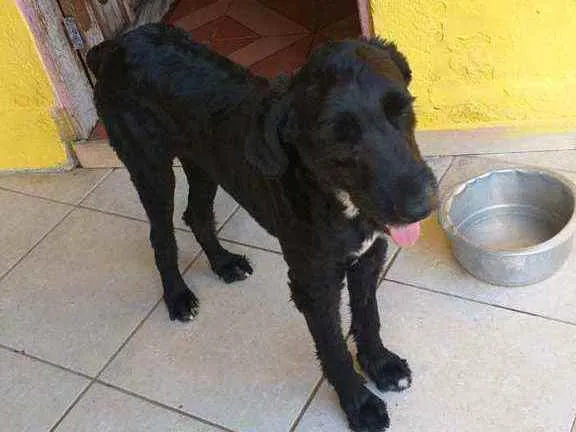 Cachorro raça SRD  idade 2 anos nome Pirata 