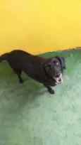 Cachorro raça SRD  idade 3 anos nome Chop 