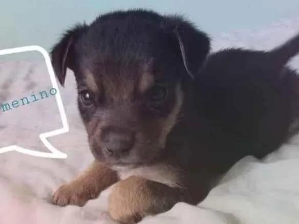 Cachorro ra a SRD idade Abaixo de 2 meses nome Betinho