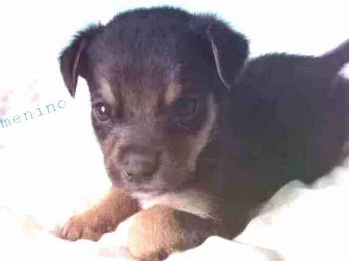 Cachorro ra a SRD idade Abaixo de 2 meses nome Betinho
