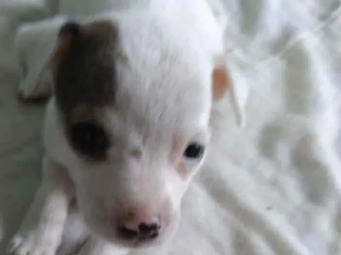 Cachorro ra a SRD idade Abaixo de 2 meses nome Hanna