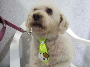 Cachorro raça Podle  idade 6 ou mais anos nome Bartolomeu 