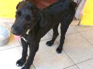 Cachorro raça SRD  idade 2 anos nome Pirata 