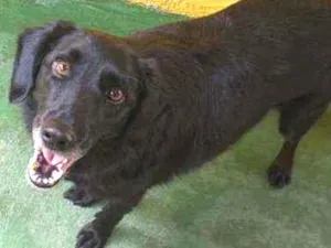 Cachorro raça SRD  idade 3 anos nome Chop 