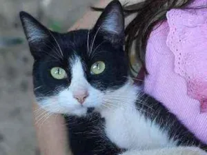 Gato raça SRD  idade 7 a 11 meses nome Tom 