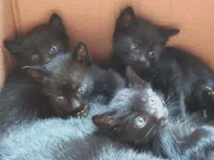 Gato raça SRD  idade Abaixo de 2 meses nome Filhotinhas 