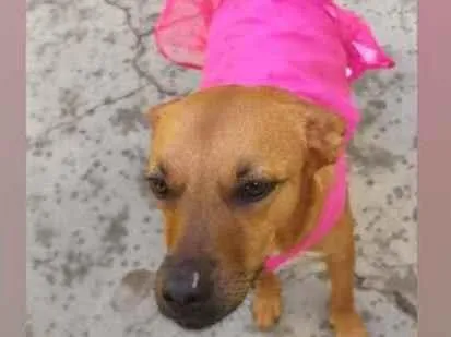 Cachorro raça SRD  idade 3 anos nome Penélope 