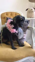Cachorro raça Mix poodle idade 1 ano nome Valentina