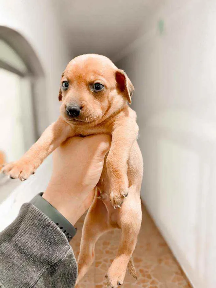 Cachorro raça Srd idade Abaixo de 2 meses nome Gandalf