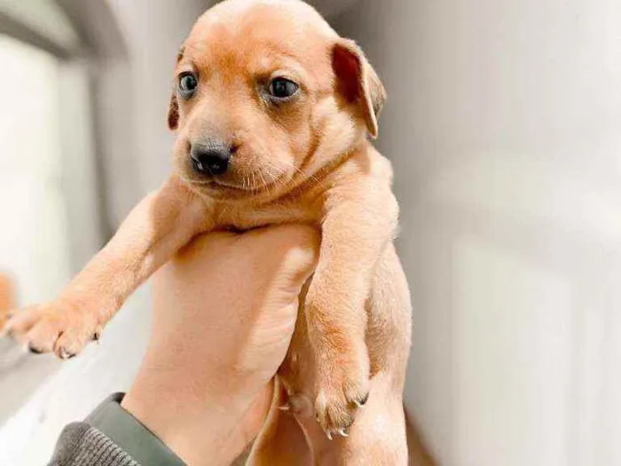 Cachorro raça Srd idade Abaixo de 2 meses nome Gandalf