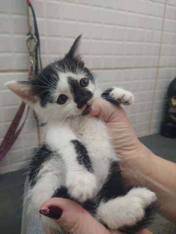 Gato raça Srd idade Abaixo de 2 meses nome Amrita