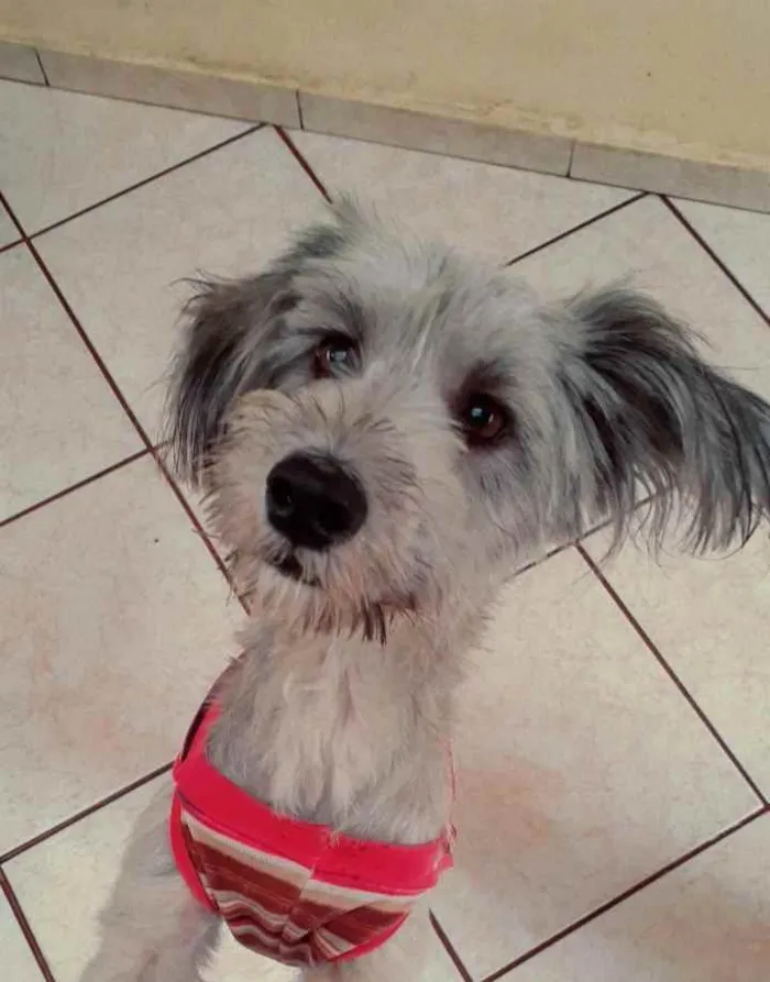 Cachorro raça Srd idade 1 ano nome Mel