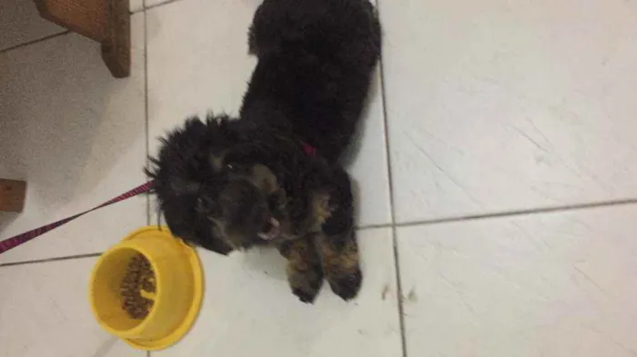 Cachorro ra a Srd idade 5 anos nome Zeca