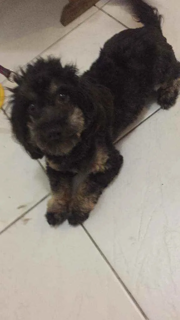 Cachorro ra a Srd idade 5 anos nome Zeca