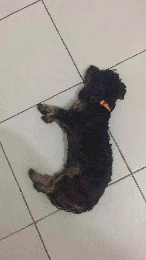 Cachorro ra a Srd idade 5 anos nome Zeca