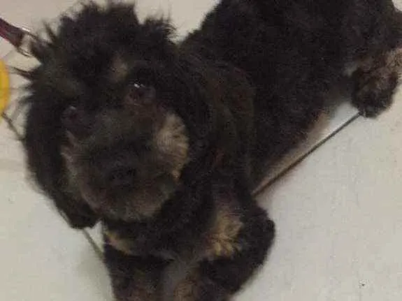 Cachorro ra a Srd idade 5 anos nome Zeca