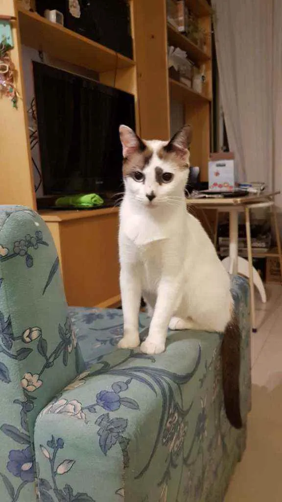 Gato ra a Srd idade 1 ano nome Hope